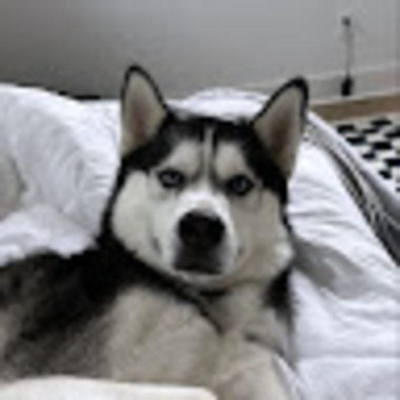 huskieslol